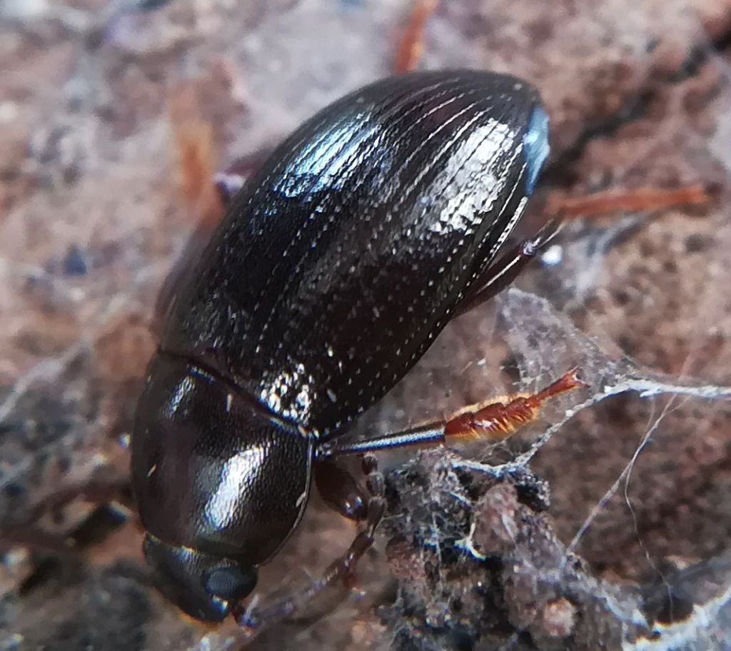 Tenebrionidae: Nalassus laevioctostriatus?... Nalassus sp., maschi